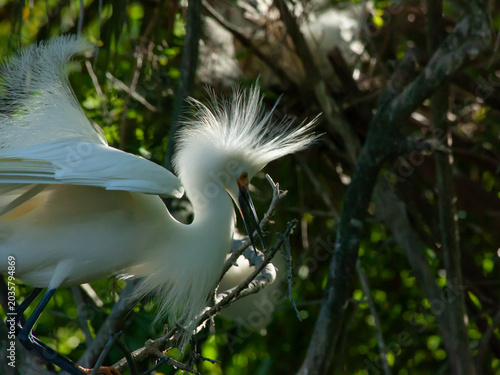 Snowy Egret in a tree