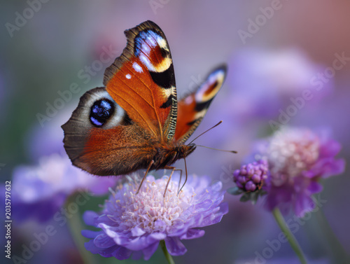 Aglais io, the European peacock, sitting on a flower