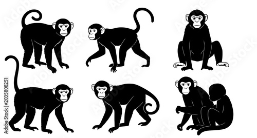 Fotografie Monkey and primate silhouette icons featuring various poses for animal study and