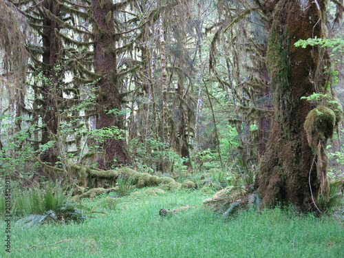 Lush green Pacific Northwest rainforest with moss-covered trees