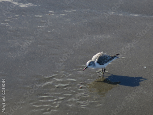 Sanderling bird walking across wet sand at Santa Monica beach