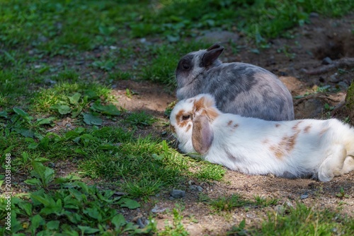 屋外でリラックスして寝そべる可愛い2匹のウサギ 癒やし ペット