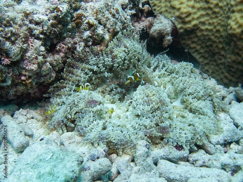 Shool of Juvenile Saddleback clownfish in Okinawa