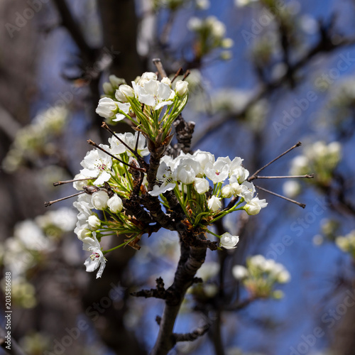 Beautiful blooming fruitless pear tree during the beginning of spring