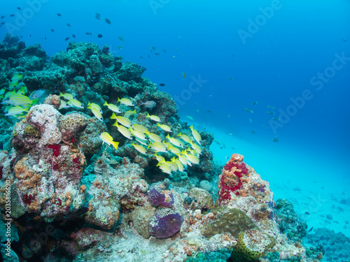 School of Bluestripe snapper in Okinawa