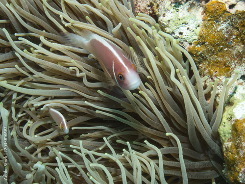 Pink skunk clownfish family in Okinawa
