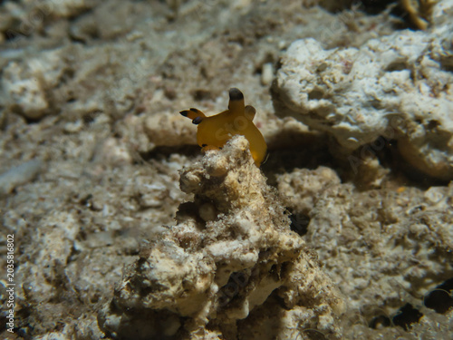 Beautiful nudibranch, Thecacera pacifica in Okinawa