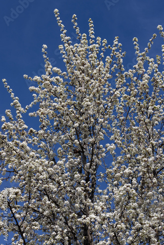 Beautiful blooming fruitless pear tree during the beginning of spring