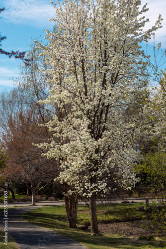 Beautiful blooming fruitless pear tree during the beginning of spring