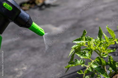 Quadro su tela Watering Plants With a Spray Bottle in a Garden During Daytime to Ensure Healthy