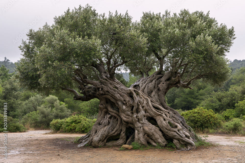 Fototapeta premium Ancient Olive Tree with an Imposing Gnarled Trunk in Mediterranean Landscape, Invoking Timelessness and Resilience
