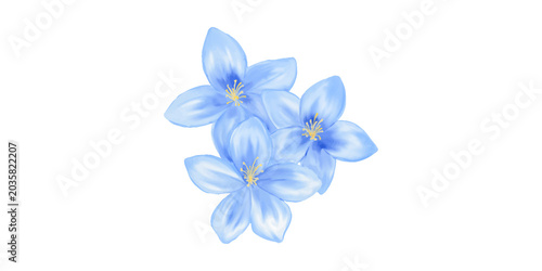 Tableau sur toile Delicate Blue Plumbago Flowers Isolated on White Background