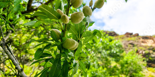 Картината върху платно Green unripe almonds growing on a tree branch surrounded by lush green leaves in a natural outdoor setting during daylight