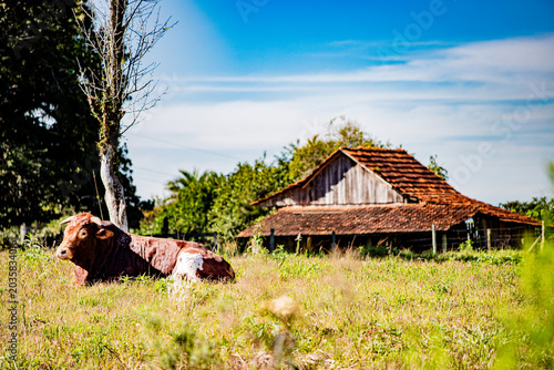 Foto Paisagem rural brasileira com gado — Brazilian rural landscape with cattle