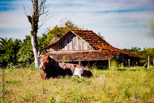 Fotografija Paisagem rural brasileira com gado — Brazilian rural landscape with cattle