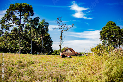 Cuadro en lienzo Paisagem rural brasileira com gado — Brazilian rural landscape with cattle