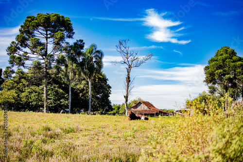 Slika na platnu Paisagem rural brasileira com gado — Brazilian rural landscape with cattle