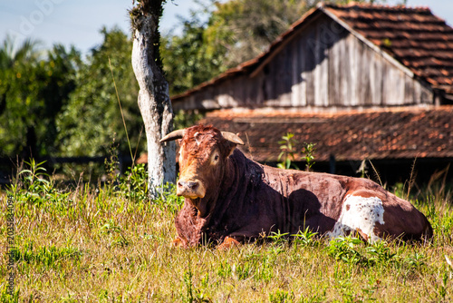 Fotografía Paisagem rural brasileira com gado — Brazilian rural landscape with cattle