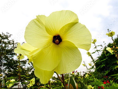 Foto Yellow hibscus mutabilis confederate rose flower