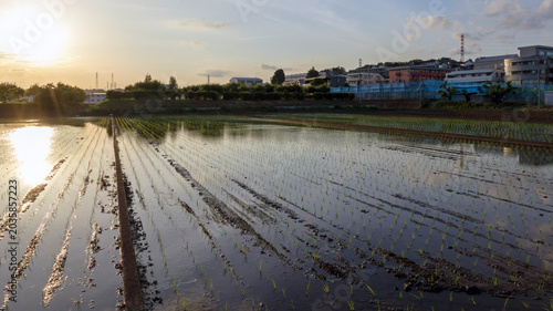 Bild auf Leinwand 田植えの季節
