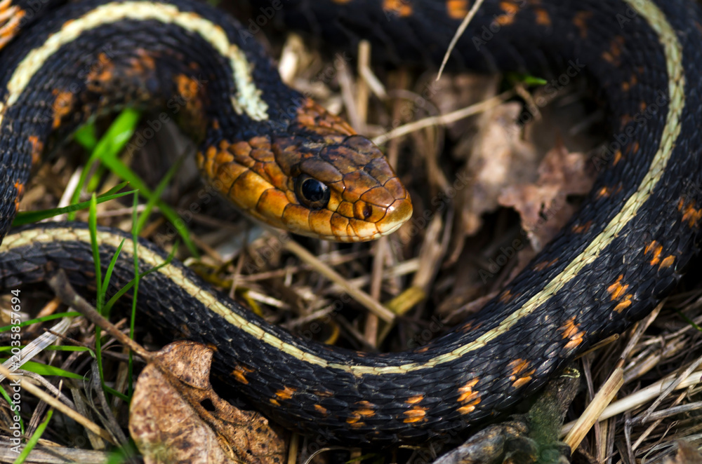 Fototapeta premium Western Garter Snake closeup