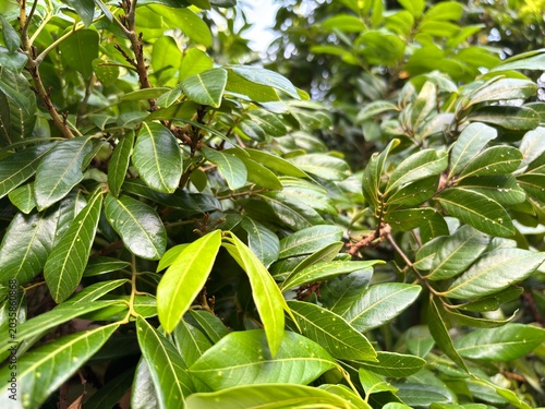 Full frame background of lush green tropical tree leaves with soft sunlight. Fresh botanical foliage texture, nature background with branches and bright young leaves.