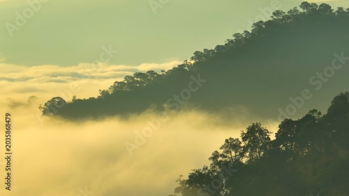Schilderij op canvas From a drone’s view, golden light caresses thriving forests above the fog, a reminder of sustainability, carbon capture, soil protection, clean air, and the planet’s living harmony