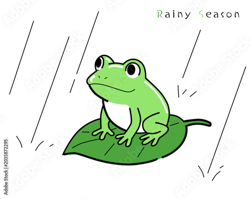 雨の中、葉っぱの上に座るニホンアマガエル