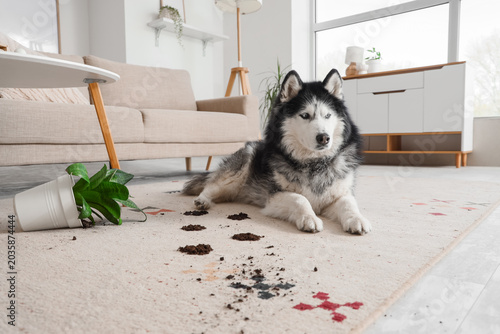 Foto Cute Husky dog lying on carpet with muddy paw prints at home