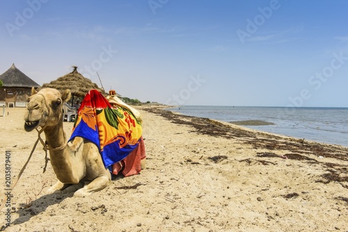 Camel lying on Gurgusum beach, Massawa, Eritrea