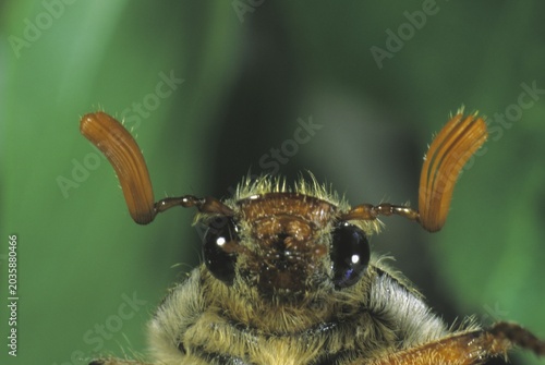 Cockchafer (Melontha melontha) order Coleoptera,