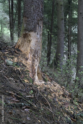 Spruce with signs of gnawing