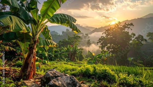 Lush Tropical Banana Plants Glowing at Sunrise in Misty Mountain Valley