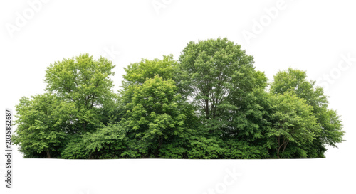 A dense cluster of green trees sits atop a transparent background. The trees have full, lush foliage and create a solid, rounded shape.