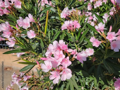 Tableau sur toile Arizona drought tolerant dwarf Oleander or Nerium Petite Oleander with soft pink