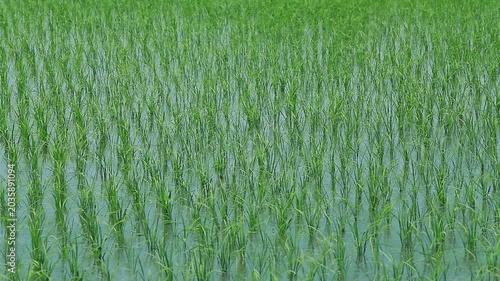 田んぼの苗