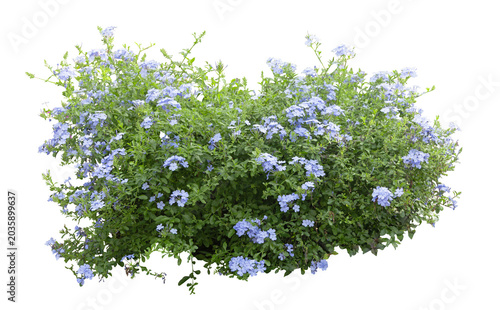 Photos Description (คำอธิบายภาพ): Beautiful Cape plumbago (Plumbago auriculata) shrub with blooming light blue flowers, completely isolated on a solid white background