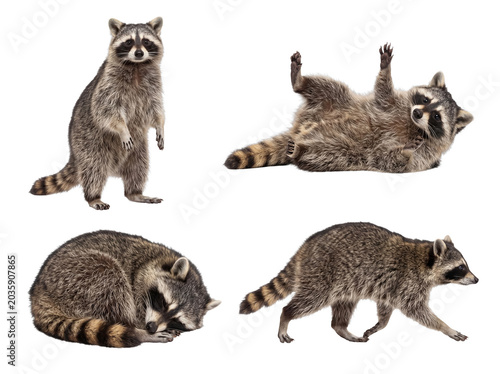 Tableau sur toile Adorable raccoon collection featuring diverse playful and natural poses