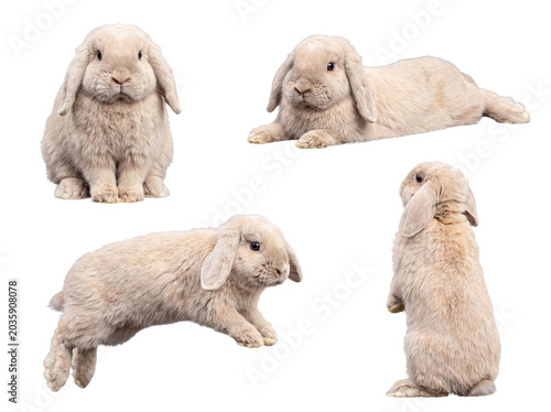Fotografía Versatile collection of fawn-colored dwarf lop rabbits captured in various dynamic and static poses