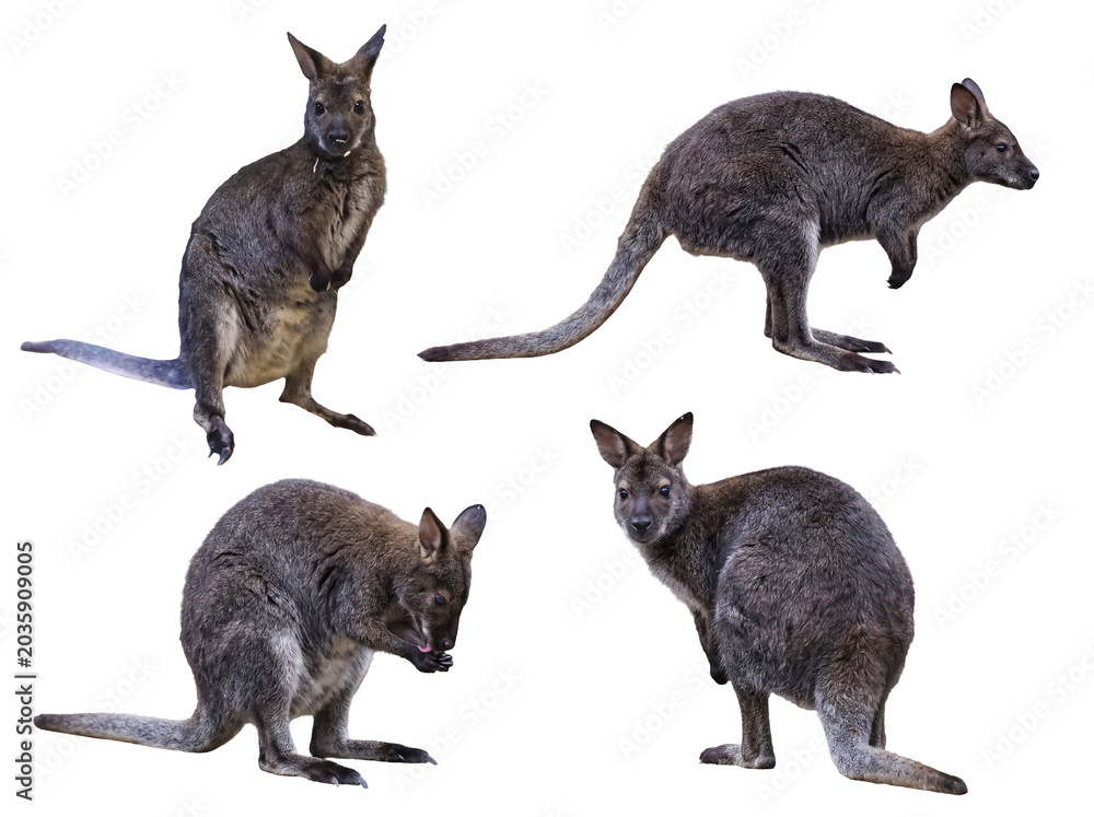 Fototapeta Photograph of four agile swamp wallabies in various natural positions