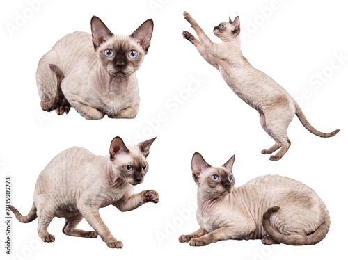 Fényképezés Adorable collection of Devon Rex cats showcasing their distinct curly coats and expressive eyes on transparent