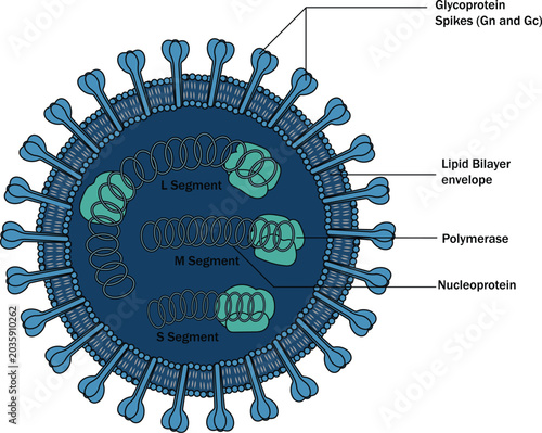 Hantavirus virion structure anatomy and cross section educational medical vector illustration