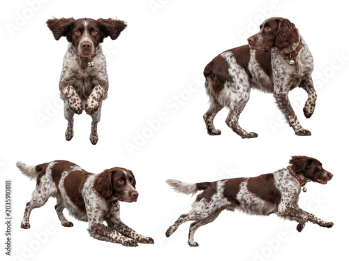 Canvastavla Active English Springer Spaniel dogs captured in dynamic poses, including running and jumping, transparent background