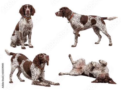 Canvastavla Brown and white English Springer Spaniel dogs in a variety of poses, from sitting to playful, transparent background