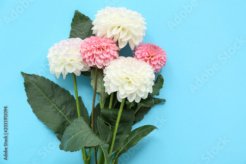 Beautiful dahlia flowers on...