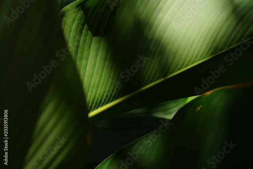 Canvastavla Luxury of Green leaf texture, Tropical botanical nature background with dramatic sunlight and soft shadows