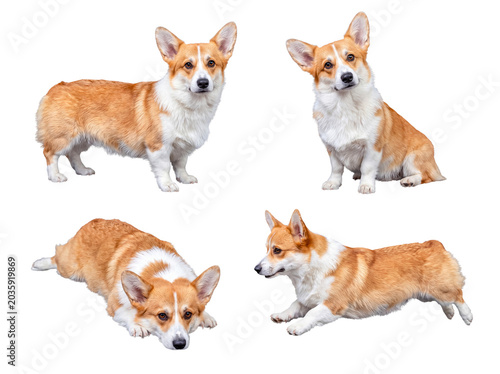 Engaging Pembroke Welsh Corgi in four expressive poses, featuring its charming personality and iconic breed.