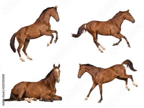 Collection of four magnificent brown horses displaying diverse energetic movements and resting.