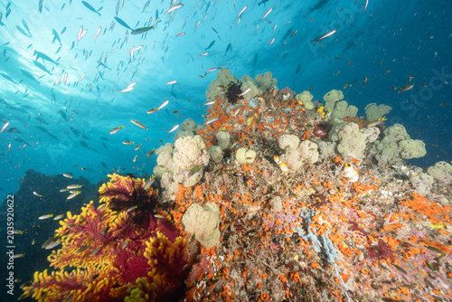 Фотография A beautiful reef typical of those found in Raja Ampat, Indonesia