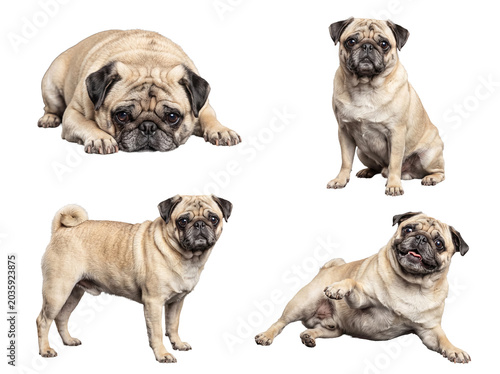 Fotografia Four charming fawn pug dogs displaying various emotive expressions and body language, isolated on transparent